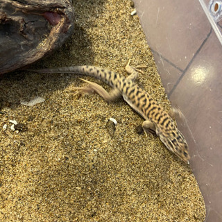 トラフソウゲンカナヘビ【2匹】爬虫類、譲渡