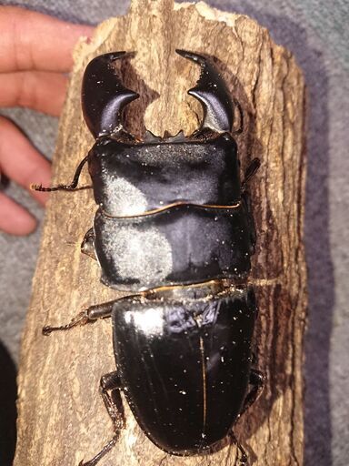 (完売)ハーキュリーＴ血統スマトラオオヒラタ♂93㎜ペア