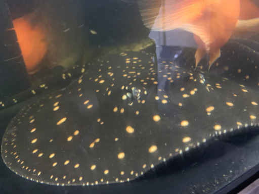 淡水エイ　ダイヤモンドポルカ　水槽のお供に