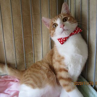 可愛い猫を幸せにしてあげましょう。里親さん募集中