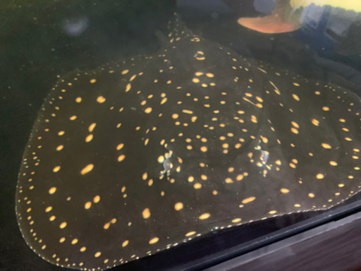 淡水エイ　ダイヤモンドポルカ　水槽のお供に