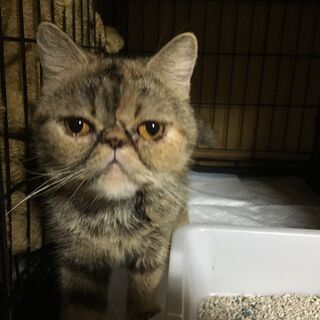 エキゾチックショートヘア　ひよりちゃんの画像