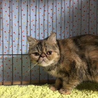 エキゾチックショートヘア　ひよりちゃん - 名古屋市