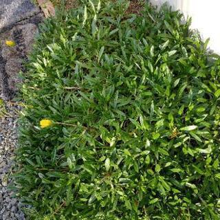欲しいかたどうぞ