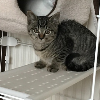 保護猫3兄弟生後2ヶ月