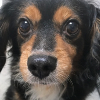 成犬キャバリア