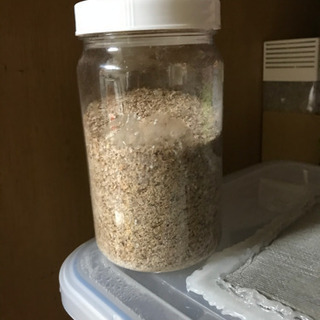 自家養殖ハニーワーム数百匹　Ｌサイズ2000円