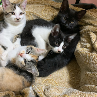 生後2ヶ月半　子猫4匹（ハチワレ、ミケ、黒猫は里親候補の方が見つ...