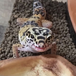 ２歳♀ヒョウモントカゲモドキ