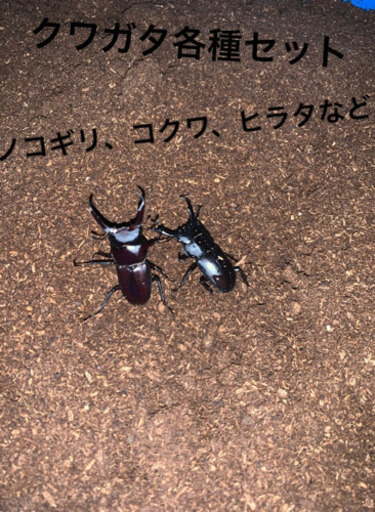ノコギリクワガタ、コクワガタ、ヒラタクワガタ成虫セット