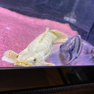 大型魚、古代魚、ビキールビキール