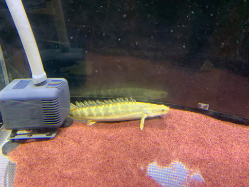 大型魚、古代魚、ビキールビキール