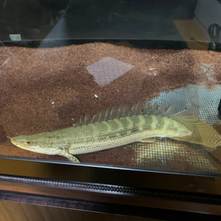 大型魚、古代魚、ビキールビキール