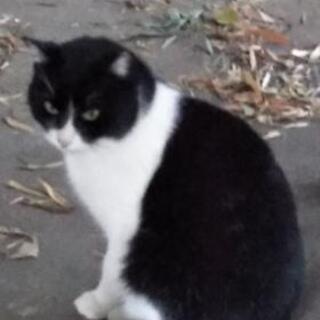 ノラたんの里親募集