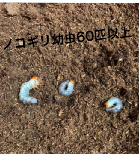 ノコギリクワガタ幼虫60匹以上セット！