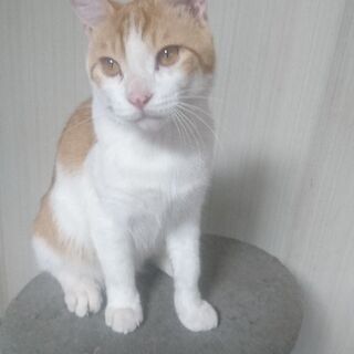 男の子らしいキュートなしっぽです