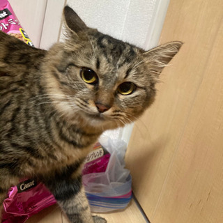 ママ猫、子猫