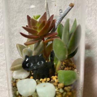 多肉植物の寄せ植え  黒猫が可愛い②の画像