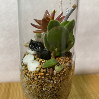 多肉植物の寄せ植え  黒猫が可愛い②の画像
