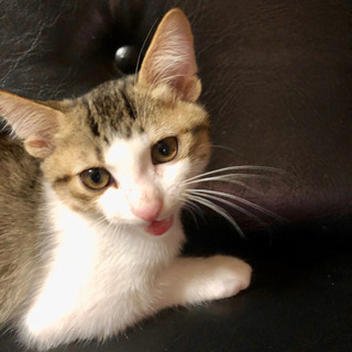 4〜5ヵ月の男の子猫2匹