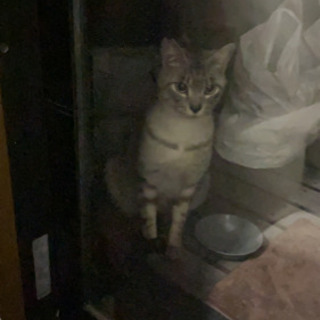 トライアル中❤︎シルバーグレーのハンサム君❤︎ − 大阪府