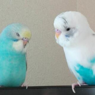 ここだけのゆるいやり取りしませんかー?