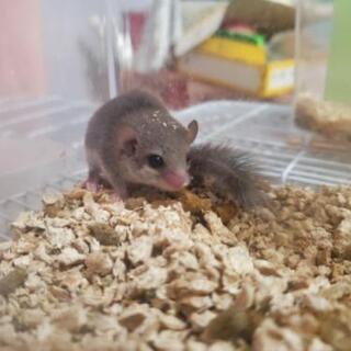 ヤマネ パンダ ちびねずみ飼ってる仲間募集