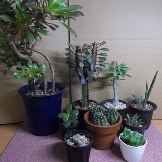 多肉植物類９種類セット多肉植物（その２） 現在取引中の画像