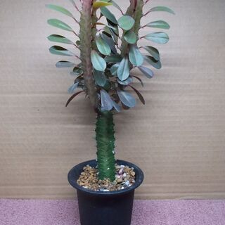 多肉植物類９種類セット多肉植物（その２） 現在取引中の画像