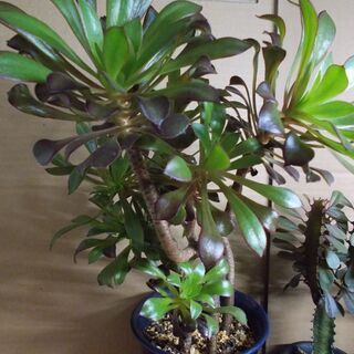 多肉植物類９種類セット多肉植物（その２） 現在取引中の画像