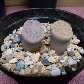 多肉植物類９種類セット多肉植物（その２） 現在取引中の画像
