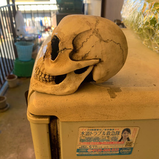 大きな骸骨!の画像
