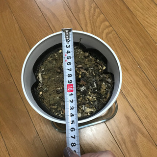 植木鉢あげますの画像