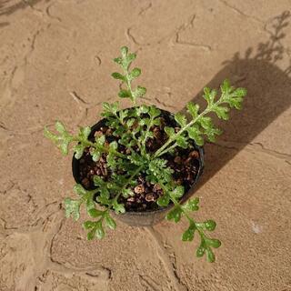 ネモフィラ 花苗(インシグニスブルー)
