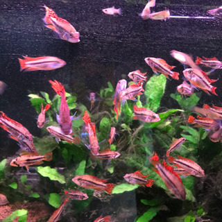 熱帯魚