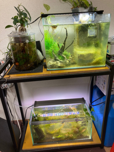 (商品追加)水槽台、水槽2つ、レッドチェリーシュリンプ、アベニー パファー、各種熱帯魚、薬浴用商品など