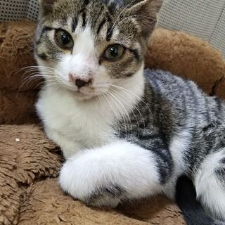 オスの子猫です