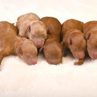 プードル仔犬５匹産まれました