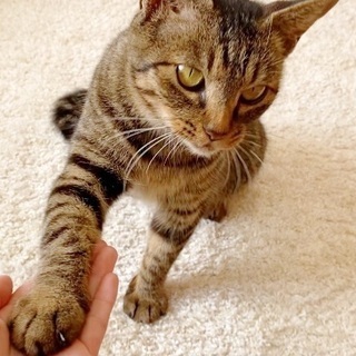 里親様決まりました。有難うございました。３歳くらいの美人さん