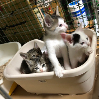 猫友募集