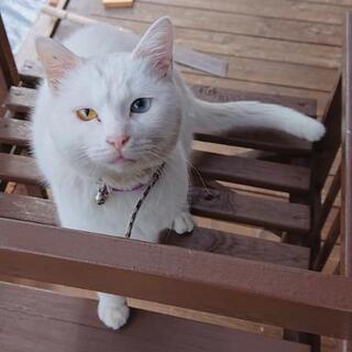 迷子猫を保護しています。