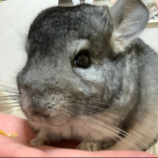 チンチラ(ノーマル、メス)
