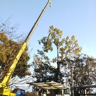 🍓 支障になる🌳樹木の枝落とし 伐採🪵 引き受けます。 