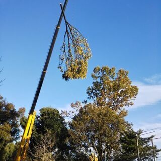 🍓 枝落とし伐採🪵　どんな場所、あらゆる🌲樹木⚠️引き受けます。...