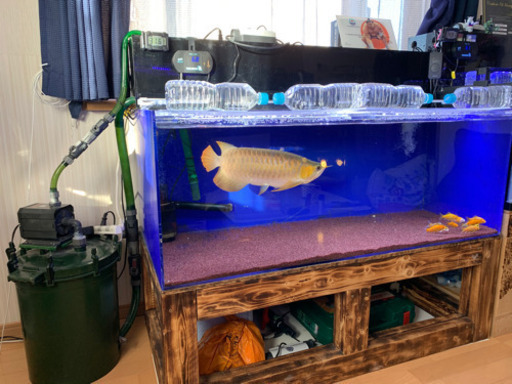 大型魚＋水槽セット