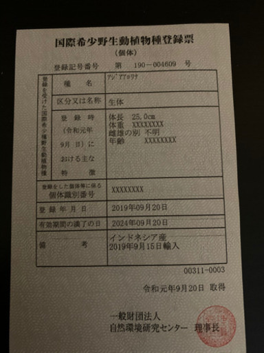 大型魚＋水槽セット