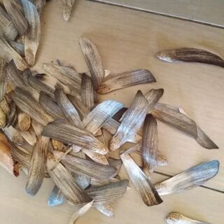 ♬巨大松ぼっくり＋種子（ダイオウマツ　Longleaf Pine Cones　长叶松的松果）♬の画像
