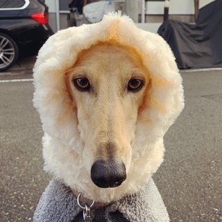 ワンちゃんスヌード　カールマイヤーボアトルネード　ベージュの画像