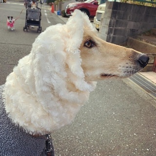 ワンちゃんスヌード　カールマイヤーボアトルネード　ベージュの画像