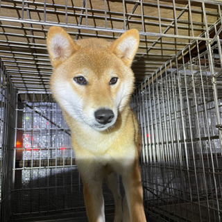 柴犬の里親募集中！